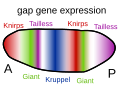 Image 12Gap genes in the fruit fly are switched on by genes such as bicoid, setting up stripes across the embryo which start to pattern the body's segments. (from Evolutionary developmental biology)