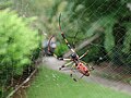 Showing the transition from the old web (left) to the newly woven web (right)