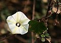 Ipomoea obscura