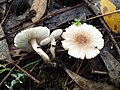 !!Lepiota lilacea!!