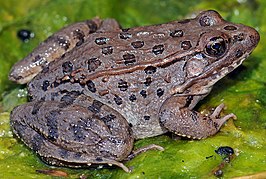 Lithobates yavapaiensis