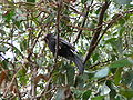 Senegaldrongoschnäpper Northern Black Flycatcher