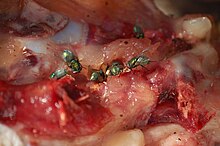 A close-up shot of six green flies descending upon a piece of red-and-white meat