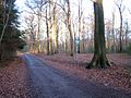 Naturschutzgebiet Diepeschrather Wald