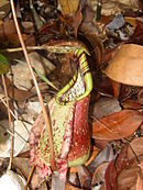 Nepenthes rafflesiana; onderbeker