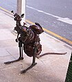 City Roo sculpture in George Street, Brisbane]]