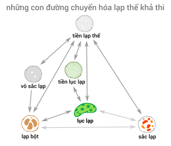 Những con đường chuyển hóa lạp thể khả thi trong thực tế.