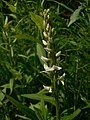 Platanthera dilatata