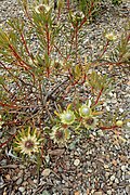 habitus at Auckland Botanic Gardens, New Zealand