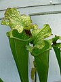 Sarracenia