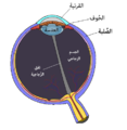 العربية