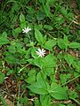 Stellaria nemorum