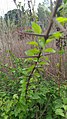 Canthium coromandelicum Thorn