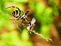 Wespenspinne mit Beute