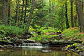 White Deer Creek in McCalls Dam State Park