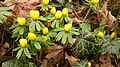 Winterling (Eranthis hyemalis), Anfang Februar 2024 in einer Berliner Parkanlage, Deutschland