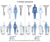 X-linked recessive inheritance