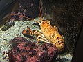 Yellow American lobster