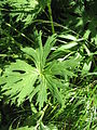 Aconitum lycoctonum subsp. neapolitanum leaf