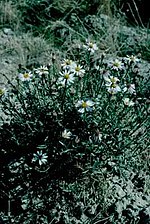 Aster sorrentinii