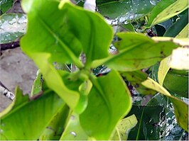 Zwarte mangrove