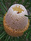 Banksia hookeriana flower spike