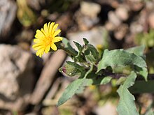 Yellow, star-shaped flowers, with yellow centres.