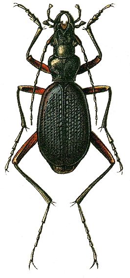 Carabus macropus