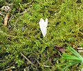 Colchicum montanum opening flower