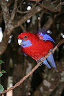 Crimson Rosella