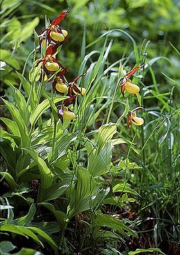 Boldogasszony papucsa (Cypripedium calceolus)