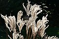 Miscanthus sinensis 'Ferner Osten', Blüte