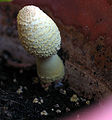 Lepiota lutea