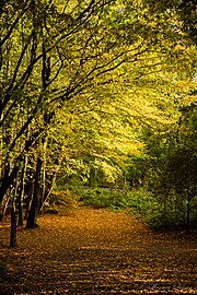 Autumn colours in Laerbeek Wood