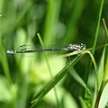 Hufeisen-Azurjungfer♀