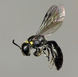 Hylaeus relegatus