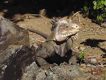 Iguana Antilles Kecil di hutan Dominica