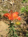 Lilium bulbiferum var. bulbiferum flower