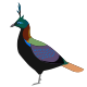 Himalayan Monal