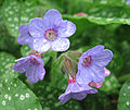 Lungwort (Pulmonaria officinalis)