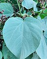 Hirsute (fuzzy) leaf. Dededo, Guam