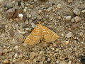 Musotima ochropteralis (Musotiminae), Australia