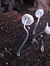 Protomycena closeley resembled this modern Mycena.