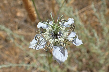 Close-up of flower