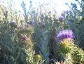 Scotch thistle