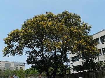 Habit