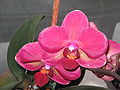 Phalaenopsis cultivar