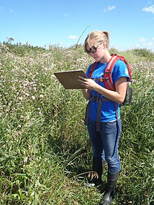 A FWS Wilderness Fellow tracking thistle beetles that were released in Canada as a biological control agent against Canada thistle.