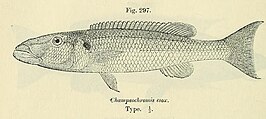 Rhamphochromis esox