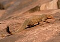 ruddy mongoose